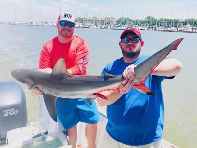 Large shark caught in Hilton Head Shark Fishing Charters Hilton Head